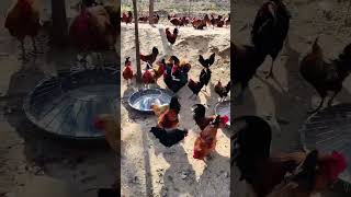 Hens mistakenly enter a group of roosters Chicken farming [upl. by Gualterio576]