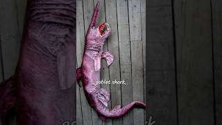 The goblin shark is a rare species of deepsea shark Sometimes called a living fossil goblinshark [upl. by Bina]