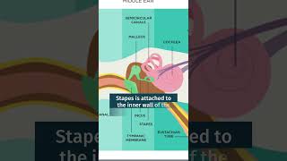 What are the 3 Bones in the Middle Ear Dr K R Meghanadh Medyblog [upl. by Nahshu]