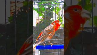 غناء طائر كناري هائج Canary bird singing تغريدطائرالكناري Singingbirdcanary Canary كناري [upl. by Garrison738]