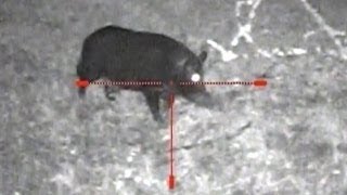 Wildschweine Nachtsichtgerät  wildboar nightvision [upl. by Wagshul694]