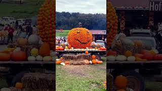 Römerhof Bülach Pumpkin decorating is Swiss [upl. by Weidner]