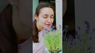 Best Smelling Fragrant Indoor Plants you must grow  shorts fragrance [upl. by Nira]