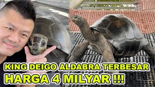 HARGA 4 MILYAR INI KAH ALDABRA TERBESAR DI INDONESIA [upl. by Everard339]