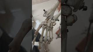 Osteology hand 18 September 2023 [upl. by Seta]