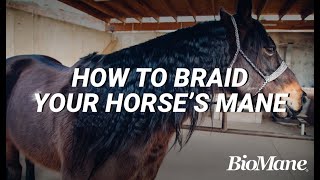 How to Properly Braid Your Horses Mane [upl. by Ruella]