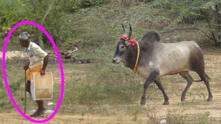 தாத்தாவின் வளர்ப்பு 🥰❤🥰jallikattujallikattu videoPudukkottai jallikattuthanjavur jallikattu [upl. by Derej574]