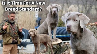 Labrador Retriever  Is It Time For A New Breed Standard [upl. by Barrington]