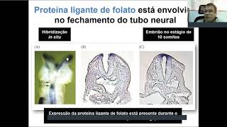 Aula 4 PARTE 3  Revisão de gastrulação neurulação somitogênese e fechamento do embrião [upl. by Behn]