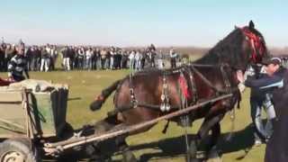 Concurs de cai la Margheni de sf Toader 2014 [upl. by Vokaay32]