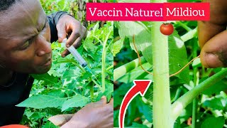 Vaccin naturel contre le MILDIOU et les champignons des TOMATES [upl. by Echo269]