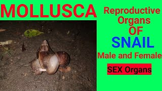 MOLLUSCA  reproductive organs of snail 🐌 sexorgans [upl. by Destinee]