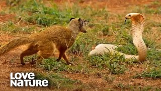 Cobra VS Mongoose  Love Nature [upl. by Budde]