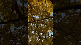 Enormous Ginkgo in Shinjuku Gyoen National Garden「日本新宿御苑的巨大銀杏」 [upl. by Zrike]