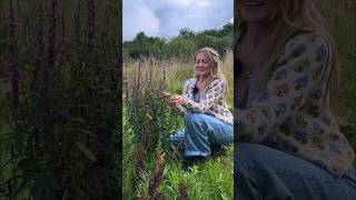 💜 The Magic of Purple Loosestrife 💜 foraging nature bushcraft edibleplants [upl. by Kernan647]