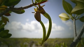 Life Cycle of the Red Mangrove [upl. by Flanagan]