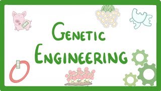 GCSE Biology  Genetic Engineering 82 [upl. by Ardnassak]