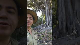 Moreton Bay Fig Part 33 nature australia [upl. by Ayo]