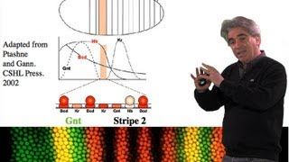 Mike Levine UC Berkeley Part 1 Transcriptional Precision Enhancers [upl. by Grussing151]