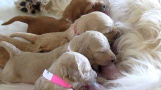 Cute Goldendoodle Puppies Suckling [upl. by Onairam501]