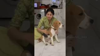 Saipallavi with her Puppy trending shortsfeed shortsvideo shorts shortvideo short subscribe [upl. by Ecurb698]