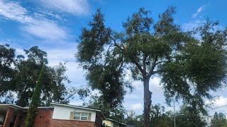 Stirrup Style Climbing a Tree￼ [upl. by Rashida]