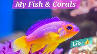 Red Sea 250 G2 Esp 12 My Fish amp Coral Selection [upl. by Enyrhtak]