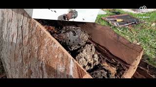 Native Australian Stingless Bees rescue ballsbees1735 [upl. by Ebaj999]