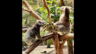 Lunch Time With The Koalas Of Cleland [upl. by Bedelia]