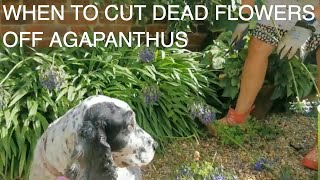 The Secret to Deadheading and Pruning Agapanthus [upl. by Snave]