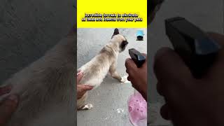 Eliminate all fleas and insects from your pets shorts shortsvideo shortsfeed [upl. by Jerad]