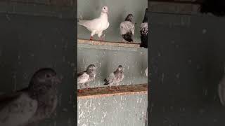 Wow New chicks are ready to perform music deephouse топ [upl. by Ramat]