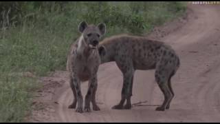 Jan 12 2017 Sunrise Kuma Kala and Corky Hyenas [upl. by Socin]