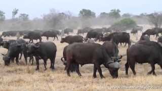 South Luangwa National Park Wildlife [upl. by Oesile]