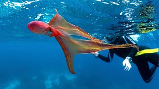 Blanket Octopus Blanket Octopus facts  Blanket Octopus Classification and Scientific name [upl. by Robbie]