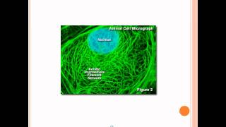 Microfilaments Intermediate Filaments and Microtubules [upl. by Eyma276]