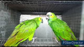 Amazon Parrot Care  Blue Fronted Amazons  Are They AMAZING pets or Aggressive Creatures [upl. by Aurel]