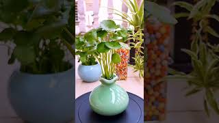 Flower plants flower in pot color so amazing garden flowers in my home plants garden flower diy [upl. by Zealand]