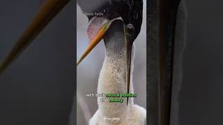 Discover the Snakebird ANHINGA  Natures Aquatic Acrobat [upl. by Niattirb]