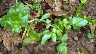 COMO PLANTAR AGRIÃO DE FEIRA CRESCE RÁPIDO E PODE PLANTAR EM VASO TAMBÉM E TORNAS NATURAL [upl. by Heisel95]