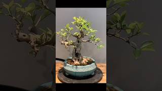 Si bonsai bonsaitree caycanh shorts [upl. by Nodnol228]