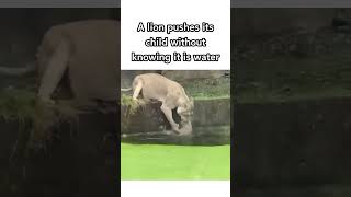 Oh My God😰Wait For End😳The Way she Saved Her child😍 cute animals viral shorts reels [upl. by Ardnic]