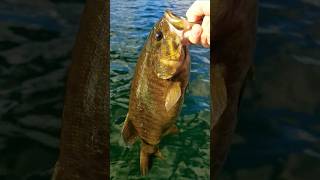 SMALLMOUTH BASS 🎣 bass shortsfeed shorts fishing [upl. by Patience761]