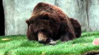 Grizzly bears 40th birthday celebration at Wildwood Zoo Ms Grizz 1080 HD [upl. by Wrigley]