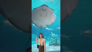 Manila Ocean Park 2024  Rot38vlog manilaoceanpark oceanpark philippines rot38vlog [upl. by Lidda]