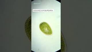 Paramecium Bursaria Under Microscope [upl. by Marcille852]