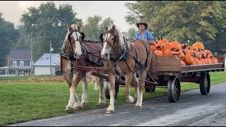 Harvesting Pumpkins in Lancaster PA [upl. by Atikihc]