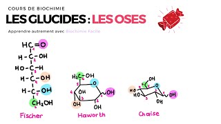 GLUCIDES  LES OSES 🍬 Biochimie Facile [upl. by Anial]