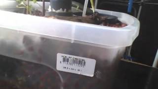 Aquaponics 2014 01 25 150230 [upl. by Enoob]