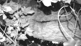 Barbastelles roosting in the limb of an Oak [upl. by Harolda885]